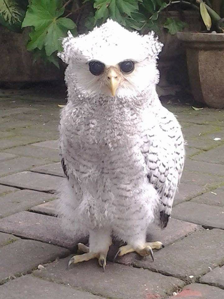 Burung Hantu Tercantik